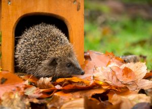 Hedgehog in autumn leaves