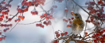 Fieldfare sitting on a hawthorn branch in winter time