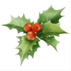 Holly