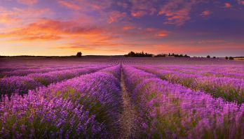 Lavender fields